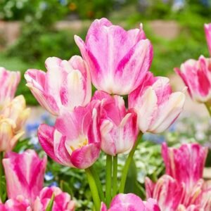 Тюльпан Багатоквітковий Dream Club, 11/12