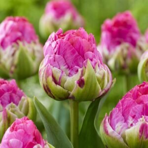 Тюльпан махровий Wicked in Pink, 12+ Тюльпан махровий Wicked in Pink, 12+