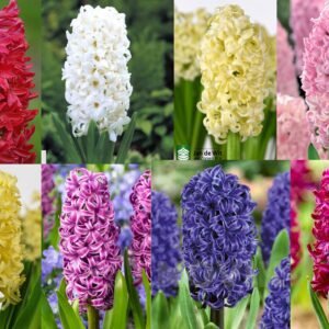 Набір гацинтів 8 шт Набір гацинтів 8 шт