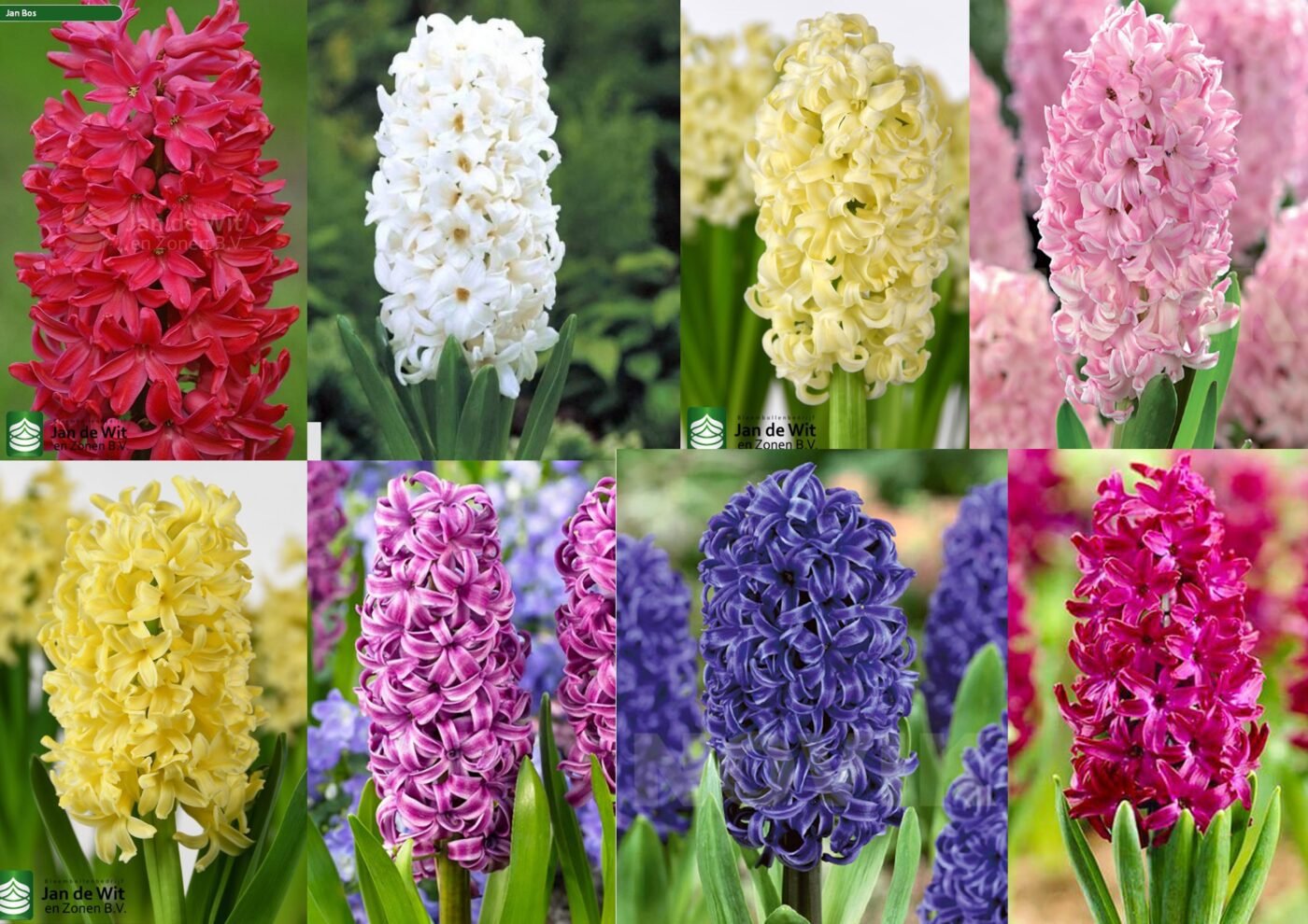 Набір гацинтів 8 шт Набір гацинтів 8 шт