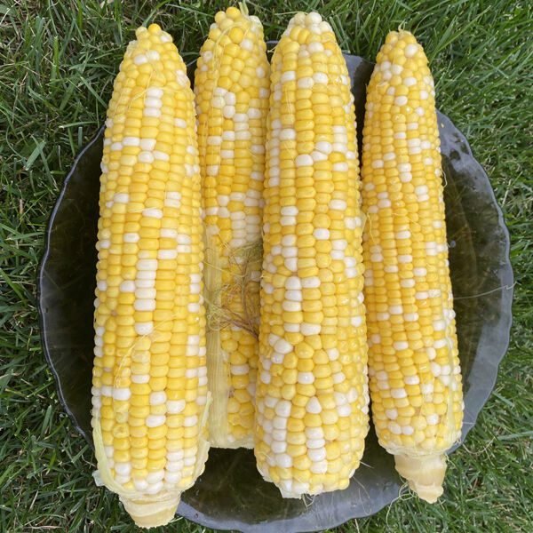 Кукурудза Ракель F1, 30шт Кукурудза Ракель F1, 30шт