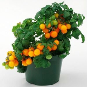 Томат Венус, сорт 10 шт