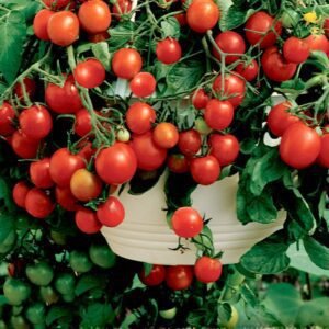 Томат Баяя, сорт 10шт