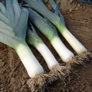 Цибуля-порей Тітус, 100шт Цибуля-порей Тітус, 100шт