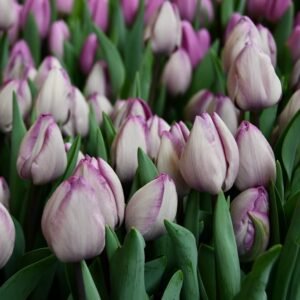 Тюльпан Jacuzzi Тюльпан Jacuzzi