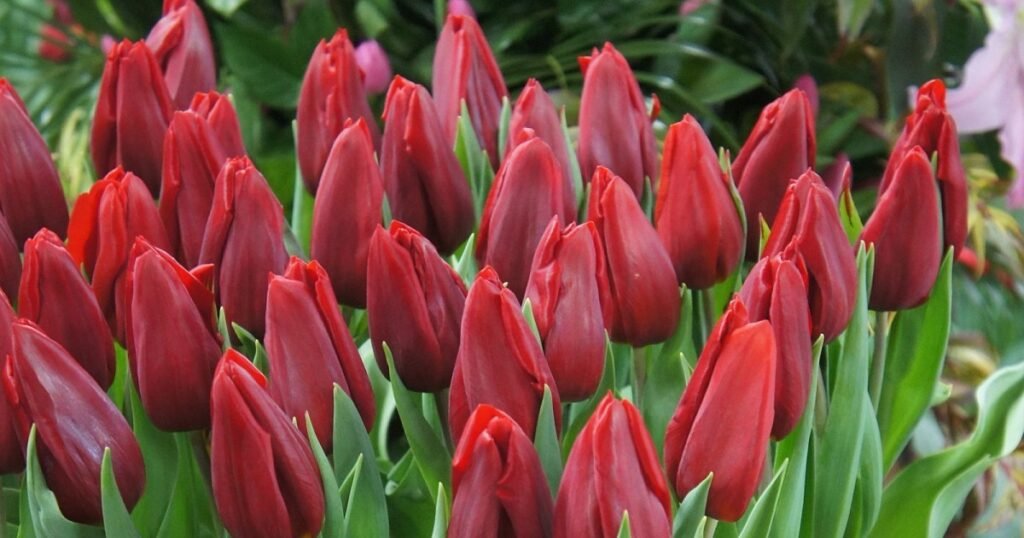 Набір тюльпан Killing Love, 3шт