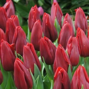 Набір тюльпан Killing Love, 3шт