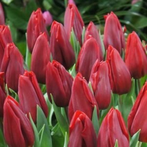 Tюльпан Killing Love Tюльпан Killing Love