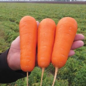 Морква Болівар F1 1,3 г