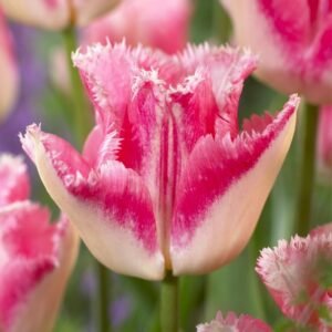 Набір тюльпан Lingerie, 3шт