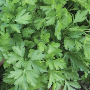 Петрушка Гіганте Італія