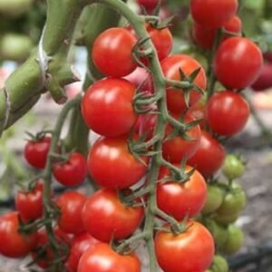 Томат Сакура F1, 5шт Томат Сакура F1, 5шт