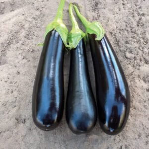 Баклажан Дестан F1