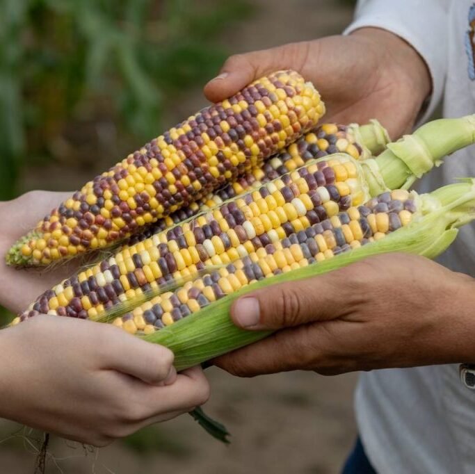 Кукурудза Вишиванка F1, 25шт Кукурудза Вишиванка F1, 25шт