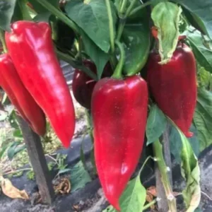 Перець Фанат F1, 10шт