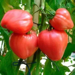 Томат Волове (Биче) Серце, сорт 10шт