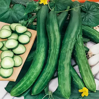 Огірок Китайський Змій, сорт 10шт
