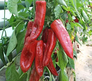 Перець Шинако F1, 10шт