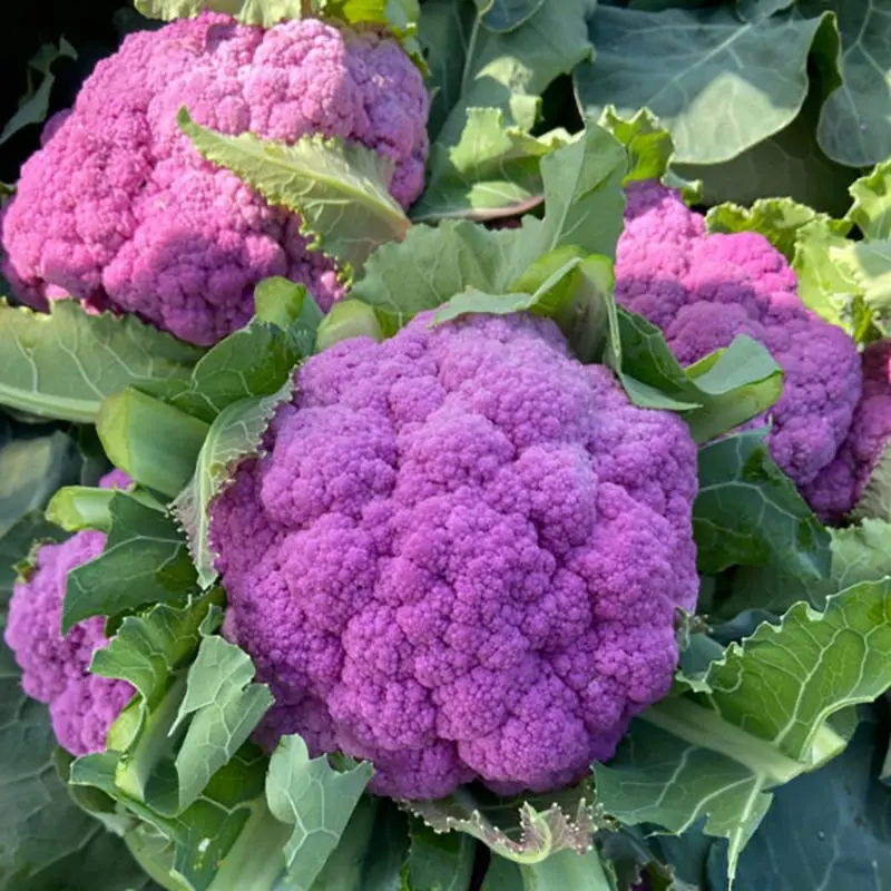 Капуста Пурпуріна F1, 5шт