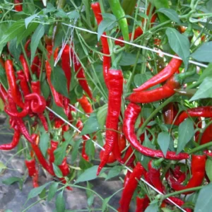 Перець гострий Козій Ріг, 10 шт