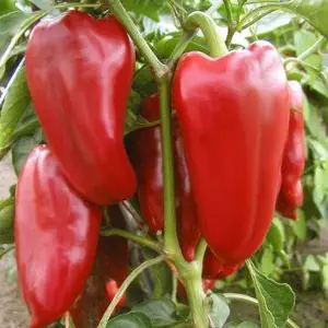 Перець Фатіма, сорт 10шт