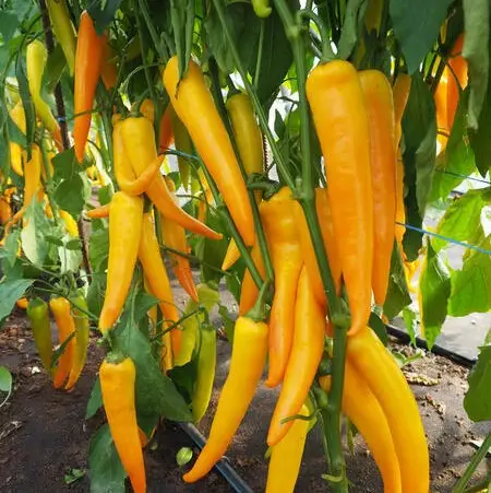 Перець гіркий Харвей, 10шт