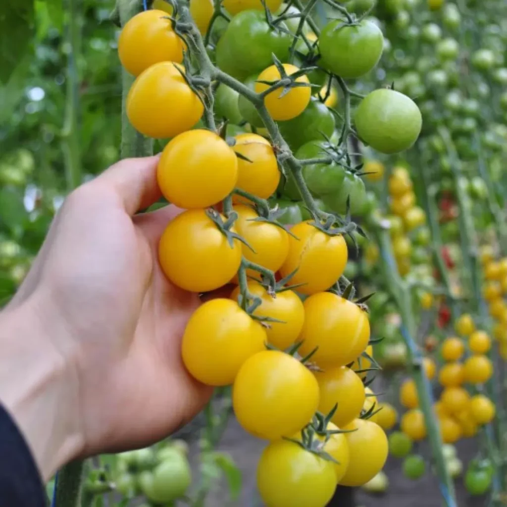 Томат Голдвін F1, 5шт