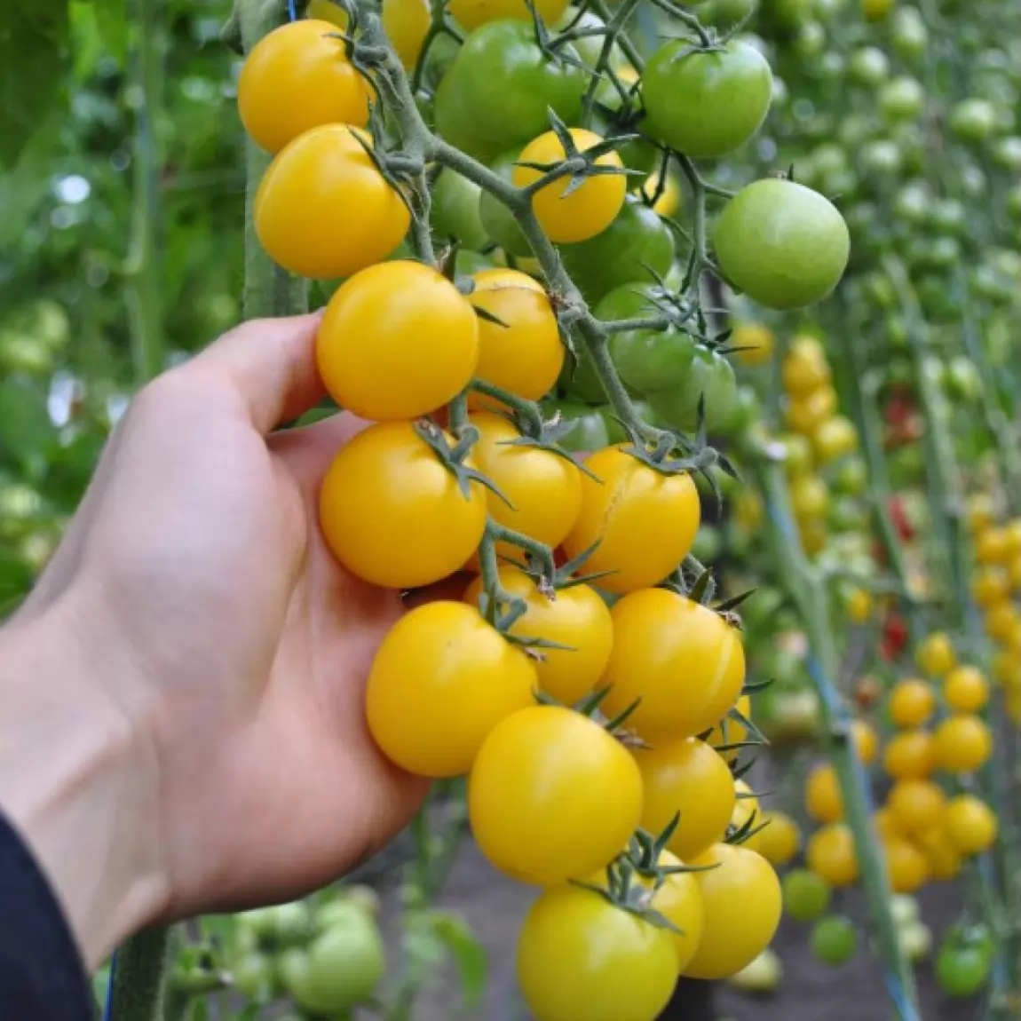 Томат Голдвін F1, 5шт Томат Голдвін F1, 5шт