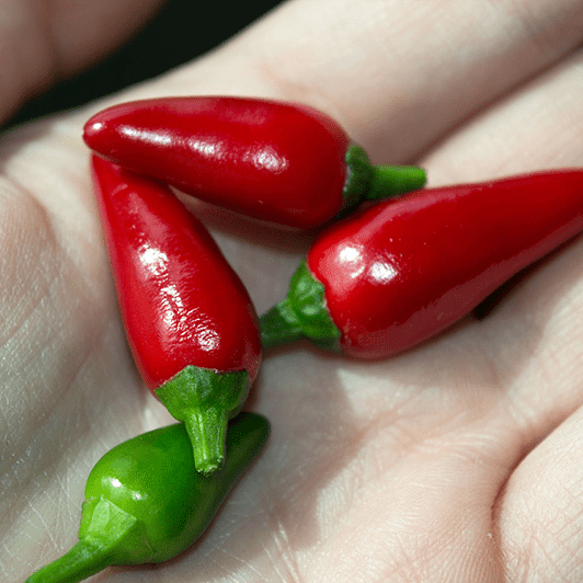 Перець гіркий Івона, 10шт