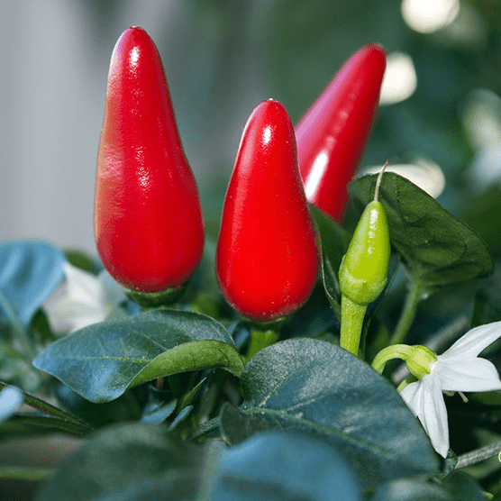 Перець гіркий Івона, 10шт