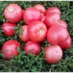 Томат Пінк Світнес F1, 10шт