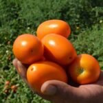 Томат Оранж Плам F1, 10шт