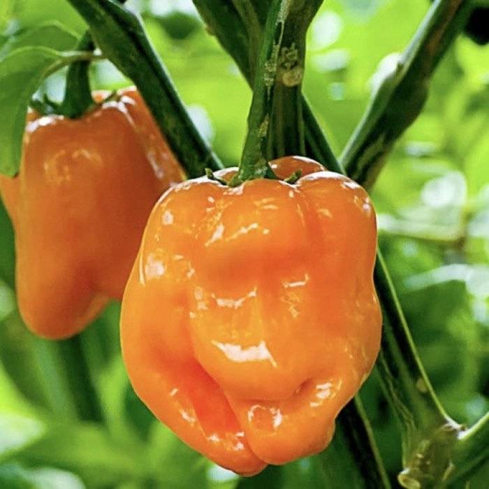 Перець гострий 6001 F1, 10шт