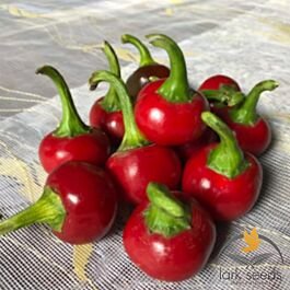 Перець гострий Глобус F1, 10шт