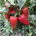 Перець Кольт F1, 10шт