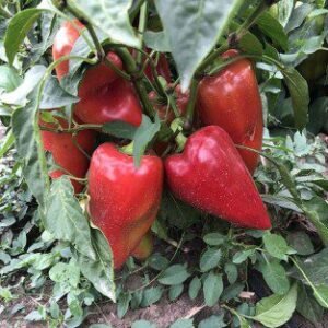 Перець Кольт F1, 10шт