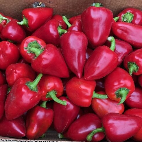 Перець Комбат F1, 10шт Перець Комбат F1, 10шт