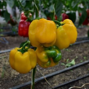 Перець Еспартано F1, 10шт Перець Еспартано F1, 10шт