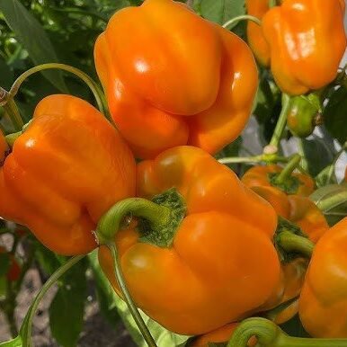 Перець Еспартано F1, 10шт Перець Еспартано F1, 10шт