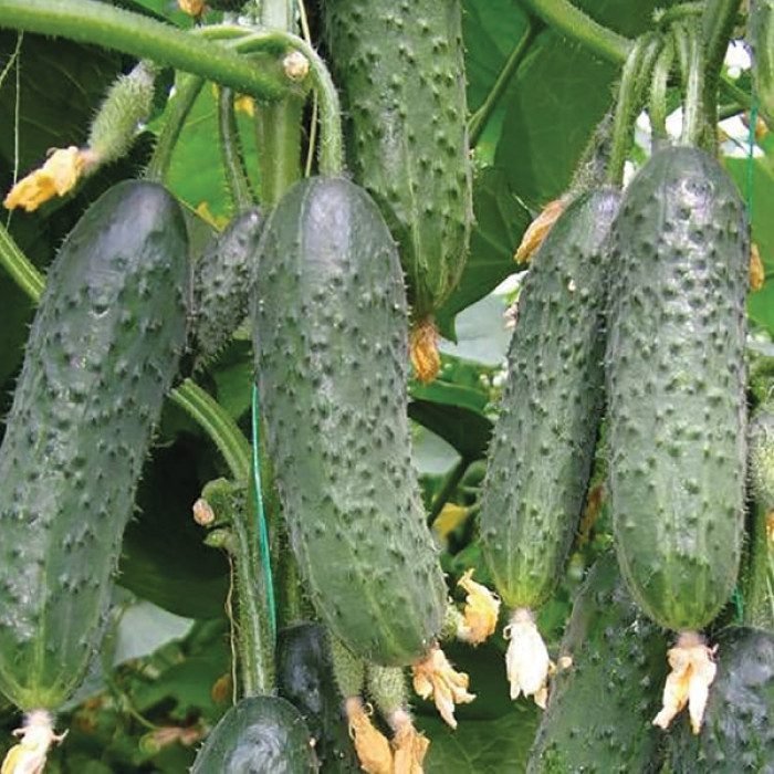 Огірок Лютояр F1, 10 шт