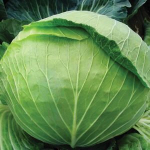 Капуста Еліза F1, 10шт Капуста Еліза F1, 10шт