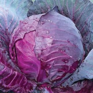 Капуста Ред Джевел F1, 10шт Капуста Ред Джевел F1, 10шт