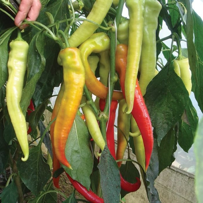 Перець Тандер F1, 10 шт