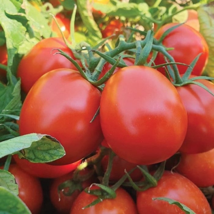 Томат Руфус F1, 10шт