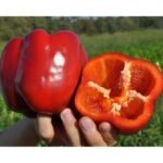 Перець Марек F1, 10шт Перець Марек F1, 10шт