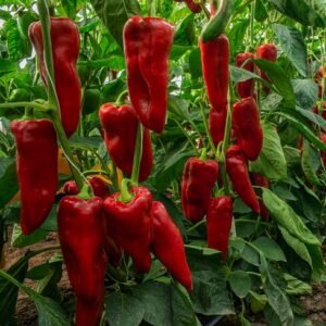 Перець Дінаміка F1, 10шт Перець Дінаміка F1, 10шт