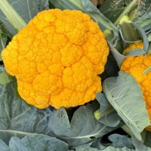 Капуста цвітна Клементин F1, 10шт Капуста цвітна Клементин F1, 10шт