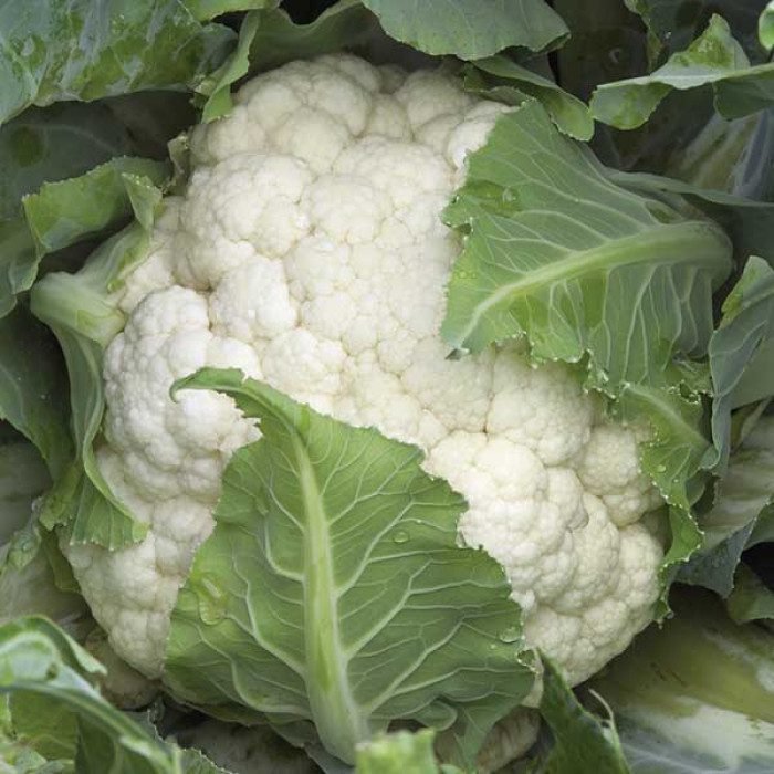 Капуста цвітна Каспер F1, 10шт