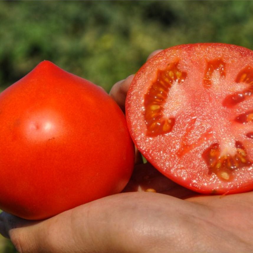 Томат Каста (Супернова) F1, 10шт