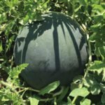 Кавун Баронеса F1, 5шт